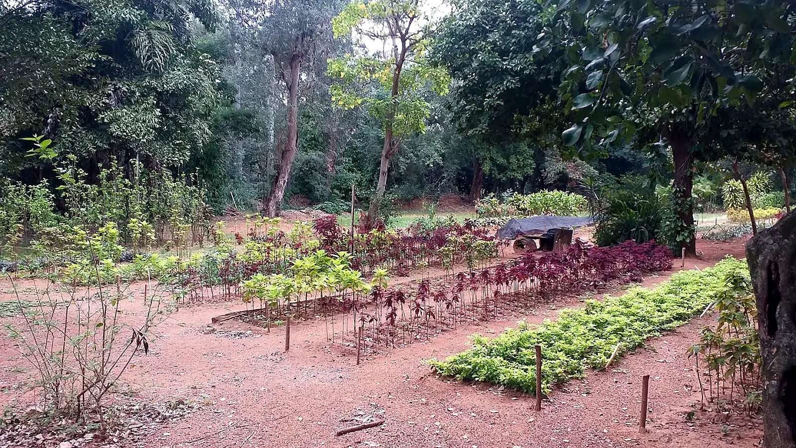 Dpto Botánica
