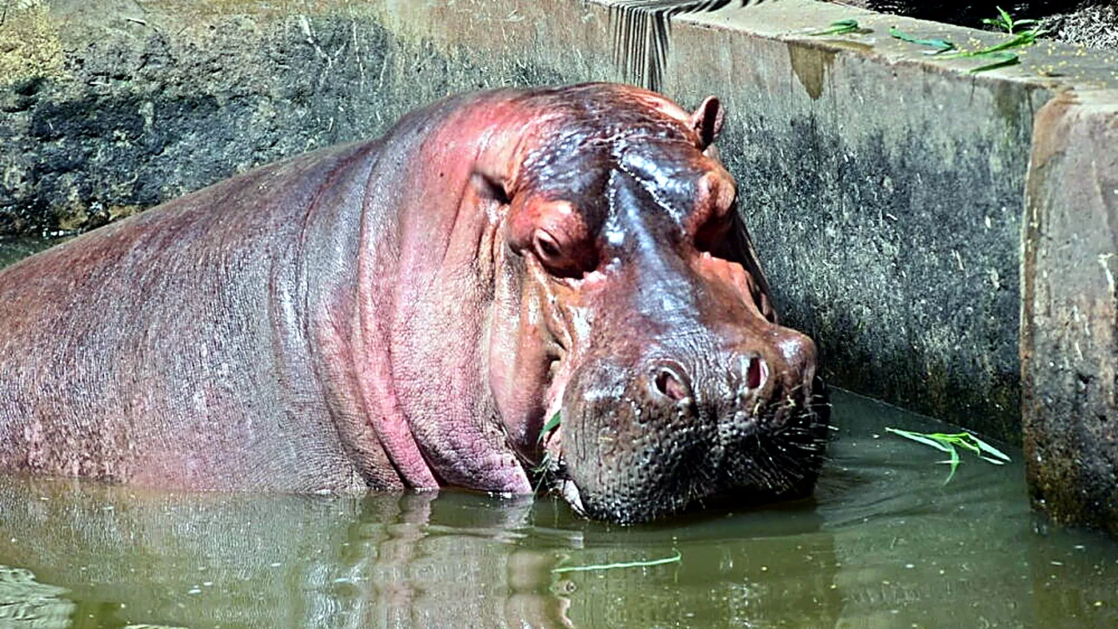Zoológico de Asunción